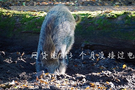 网贷逾期3个月没接过电话 网贷逾期3个月没接过电话