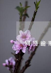 网贷逾期3个月要多久才能恢复 网贷逾期3个月要多久才能恢复