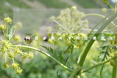 网贷逾期3个月还清可以么