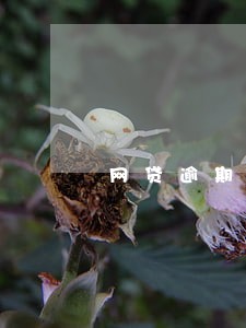 网贷逾期3天给亲戚打电话 网贷逾期3天给亲戚打电话