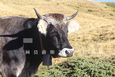 网贷逾期3年一直不还 网贷逾期3年一直不还