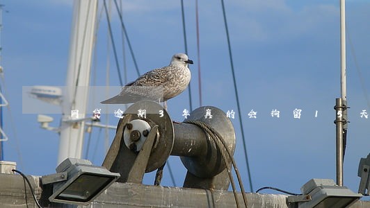 网贷逾期3年真的会拘留15天吗 网贷逾期3年真的会拘留15天吗