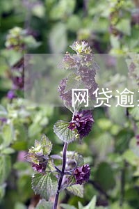网贷逾期3年被全国通缉 网贷逾期3年被全国通缉