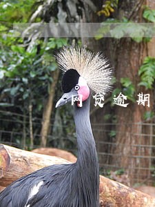 网贷逾期3年过了诉讼时效 网贷逾期3年过了诉讼时效