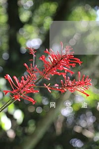 网贷逾期40几天有什么问题 网贷逾期40几天有什么问题