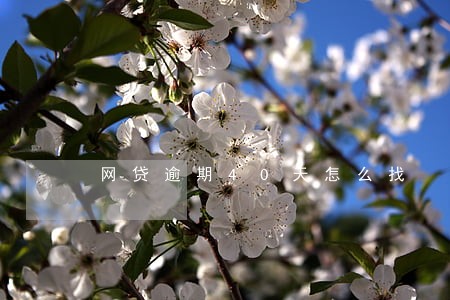网贷逾期40天怎么找 网贷逾期40天怎么找