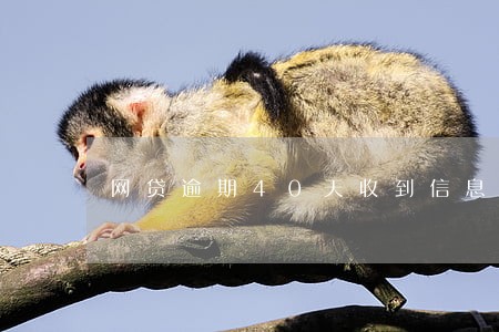 网贷逾期40天收到信息 网贷逾期40天收到信息