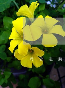 网贷逾期43万怎么办 网贷逾期43万怎么办