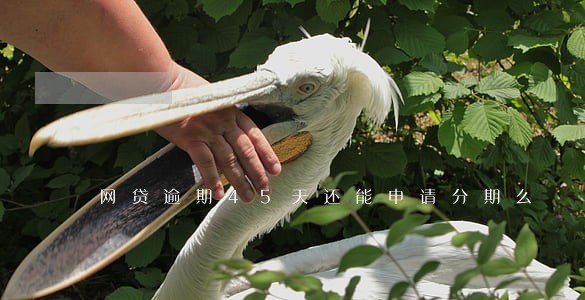 网贷逾期45天还能申请分期么 网贷逾期45天还能申请分期么