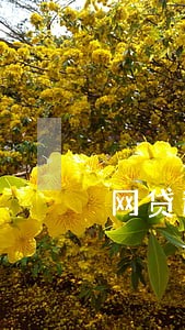 网贷逾期46天的案例 网贷逾期46天的案例