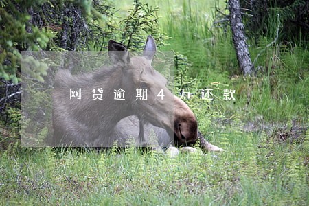 网贷逾期4万还款 网贷逾期4万还款