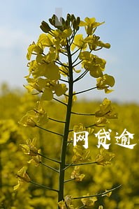 网贷逾期4年后收到还款信息 网贷逾期4年后收到还款信息