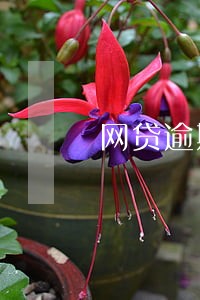网贷逾期4年收到告知函 网贷逾期4年收到告知函