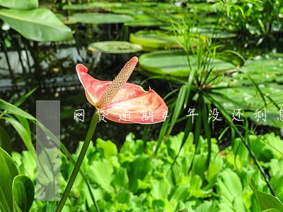 网贷逾期4年没还利息多少 网贷逾期4年没还利息多少