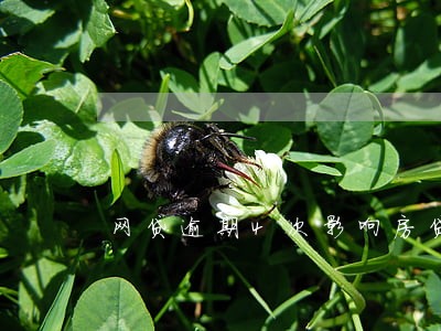 网贷逾期4次影响房贷吗 网贷逾期4次影响房贷吗