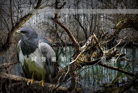 网贷逾期500后果 网贷逾期500后果
