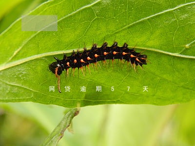 网贷逾期57天 网贷逾期57天