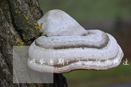 网贷逾期5万如何倒腾过来