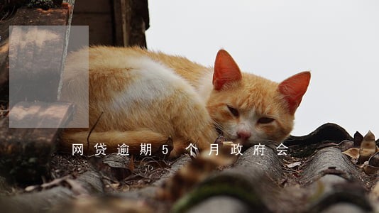 网贷逾期5个月政府会 网贷逾期5个月政府会