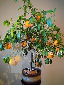 网贷逾期5天会影响买房吗 网贷逾期5天会影响买房吗