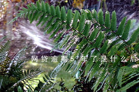 网贷逾期5年了是什么后果 网贷逾期5年了是什么后果