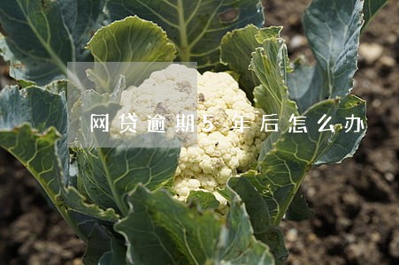 网贷逾期5年后怎么办 网贷逾期5年后怎么办