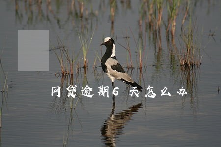 网贷逾期6天怎么办 网贷逾期6天怎么办