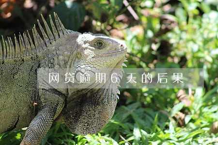 网贷逾期6天的后果 网贷逾期6天的后果