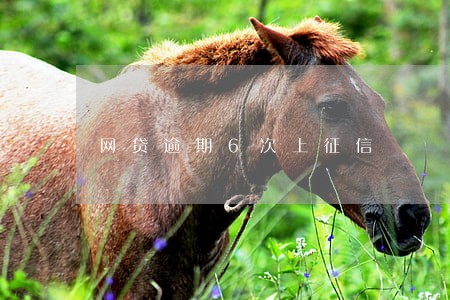 网贷逾期6次上征信 网贷逾期6次上征信