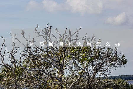 网贷逾期7天后怎么办 网贷逾期7天后怎么办
