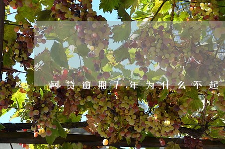 网贷逾期7年为什么不起诉 网贷逾期7年为什么不起诉