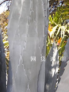 网贷逾期80后小伙 网贷逾期80后小伙