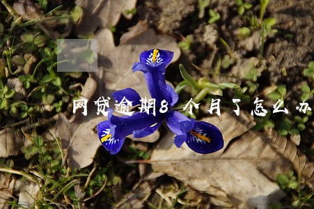 网贷逾期8个月了怎么办 网贷逾期8个月了怎么办