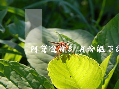 网贷逾期8月份能下款的口子