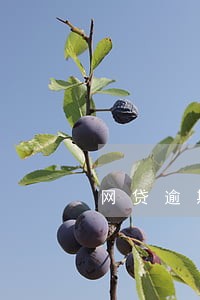 网贷逾期90天危害 网贷逾期90天危害