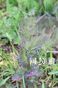 网贷逾期90天只还本金可以吗 网贷逾期90天只还本金可以吗