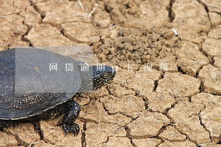 网贷逾期pk视频
