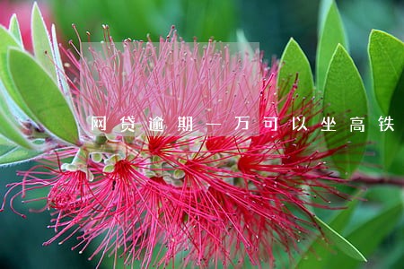 网贷逾期一万可以坐高铁吗 网贷逾期一万可以坐高铁吗