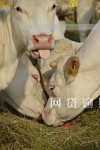 网贷逾期一万多怎么处理
