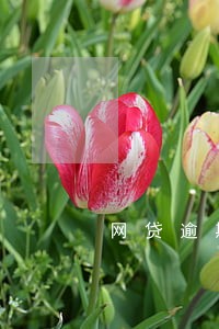 网贷逾期一万多的后果 网贷逾期一万多的后果