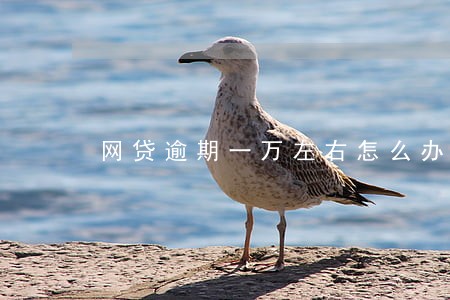 网贷逾期一万左右怎么办 网贷逾期一万左右怎么办