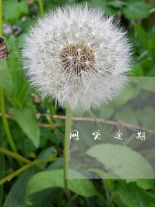 网贷逾期一万法院会执行吗 网贷逾期一万法院会执行吗