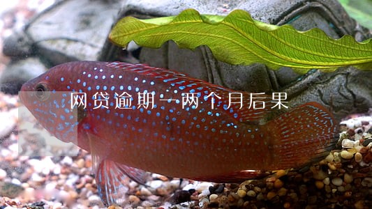 网贷逾期一两个月后果 网贷逾期一两个月后果