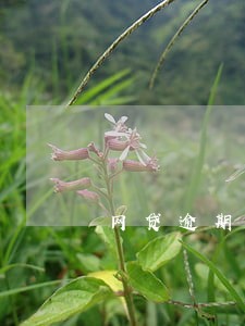 网贷逾期一两天有影响么 网贷逾期一两天有影响么