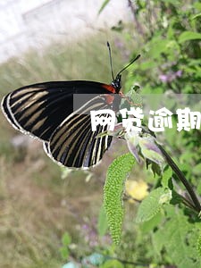 网贷逾期一个多月会影响征信吗 网贷逾期一个多月会影响征信吗