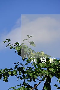 网贷逾期一个多月会怎样 网贷逾期一个多月会怎样