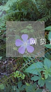 网贷逾期一个多月再接着还 网贷逾期一个多月再接着还
