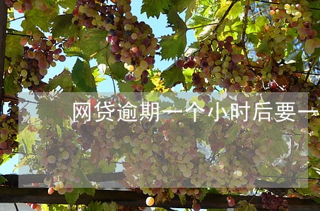 网贷逾期一个小时后要一次性还清 网贷逾期一个小时后要一次性还清