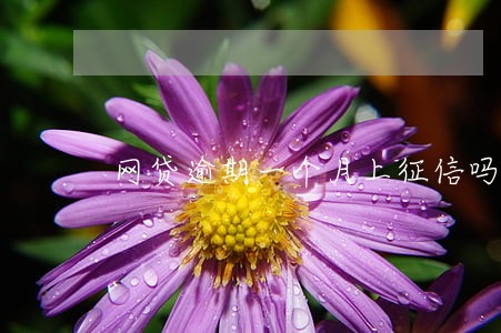 网贷逾期一个月上征信吗 网贷逾期一个月上征信吗