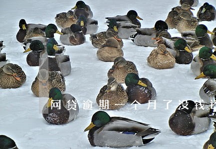 网贷逾期一个月了没钱还怎么办啊 网贷逾期一个月了没钱还怎么办啊